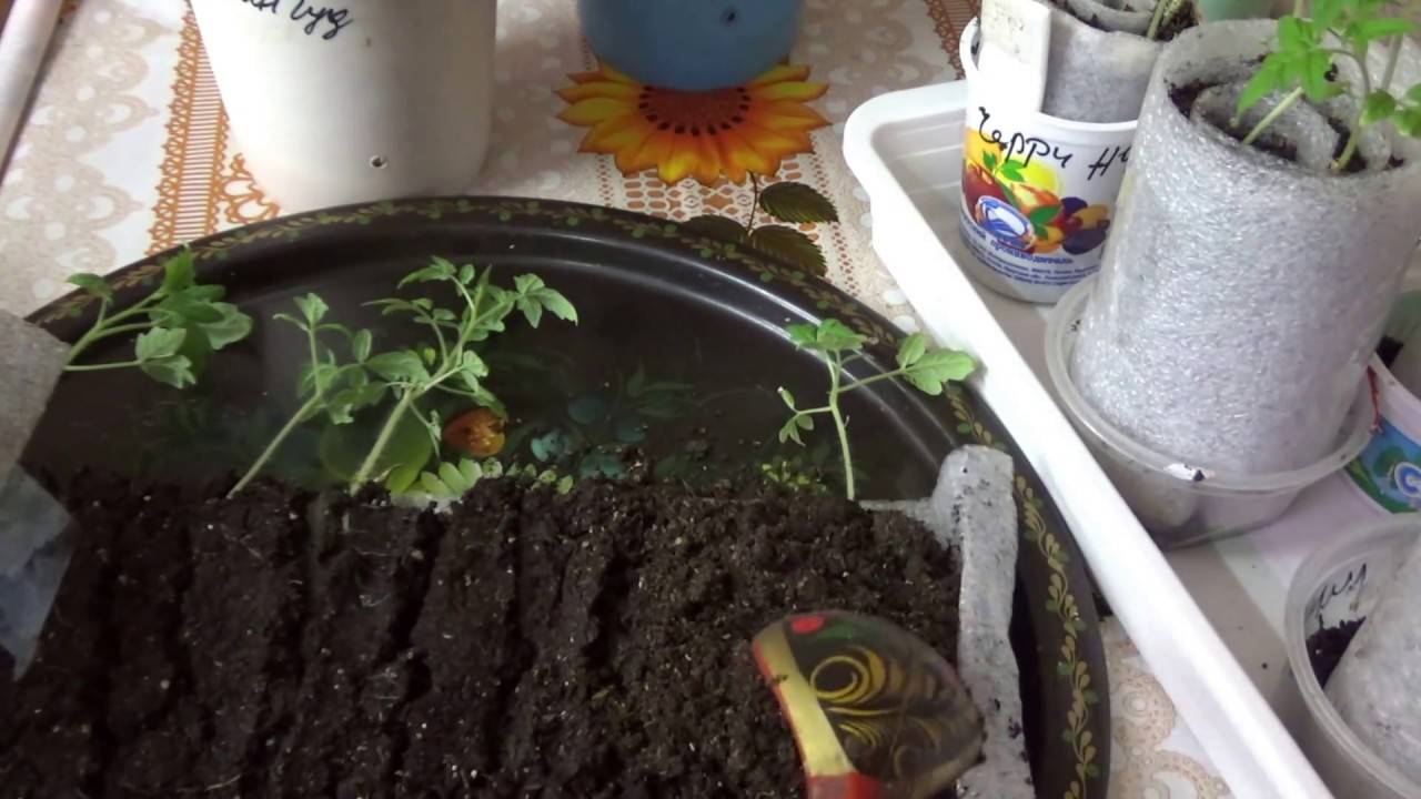 Выращивание рассады помидоров по методу Юлии Миняевой