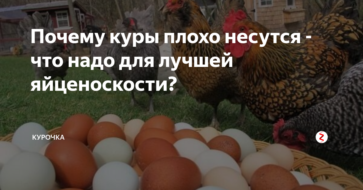 Почему курица несет мало яиц. Куры плохо несутся. Почему куры плохо несутся. Яйценоскость кур. Куры перестали нестись причина.