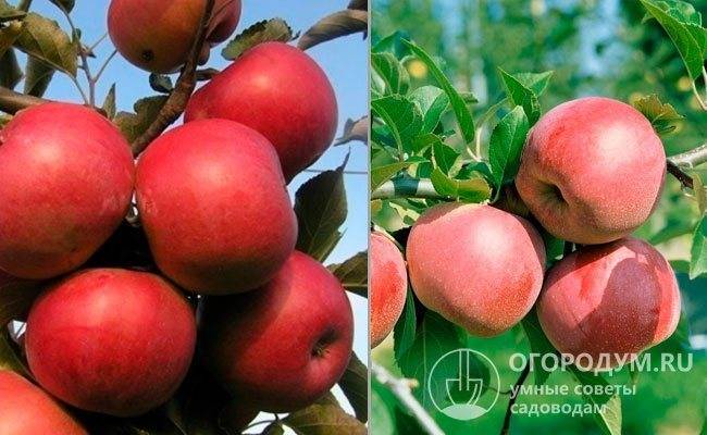 Яблоко джонатан фото и описание сорта