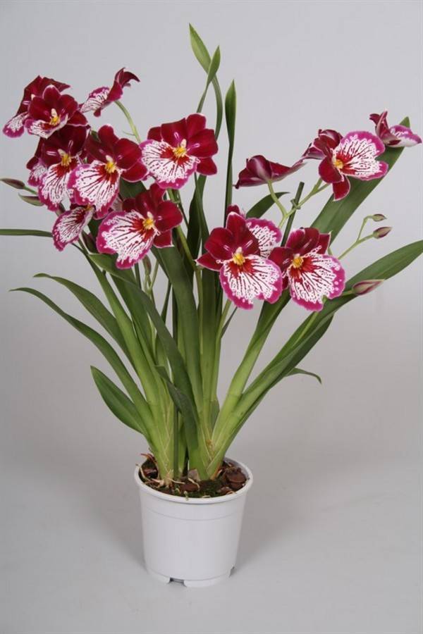 Орхидея мильтония: виды, описание и уход