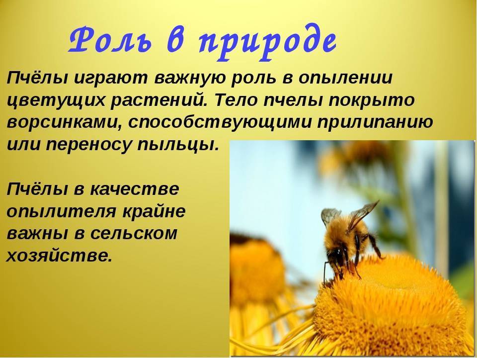 Как пчелы делают мед и как из нектара получается мед, видео процесса