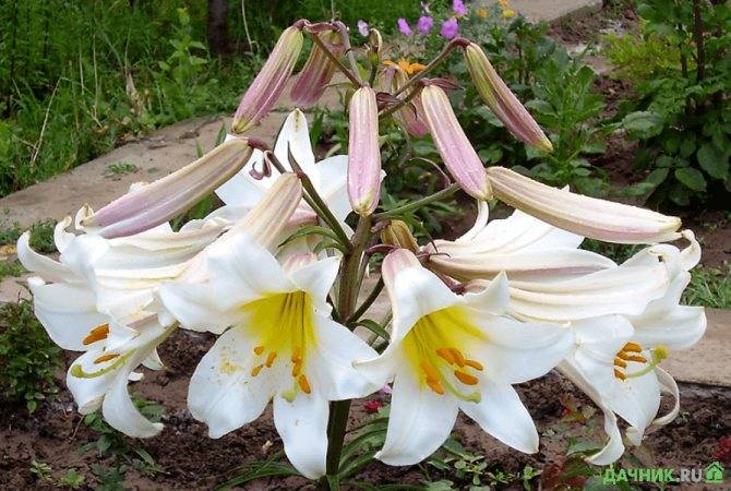 Лилии — выбор места и посадка в саду. фото — ботаничка