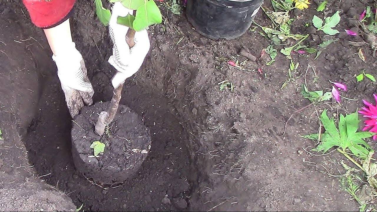 Как правильно посадить грушу осенью с закрытой корневой системой