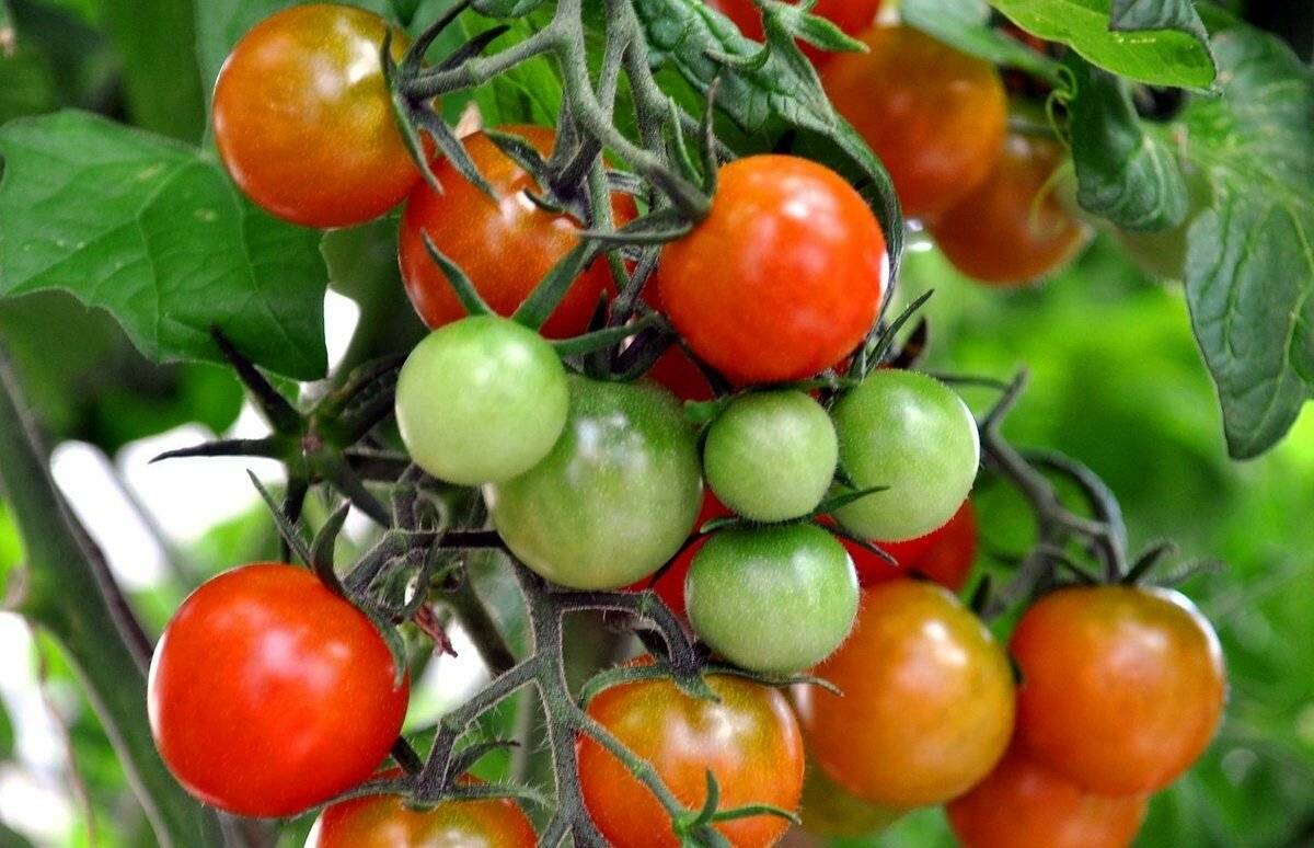 Способы дозревания томатов