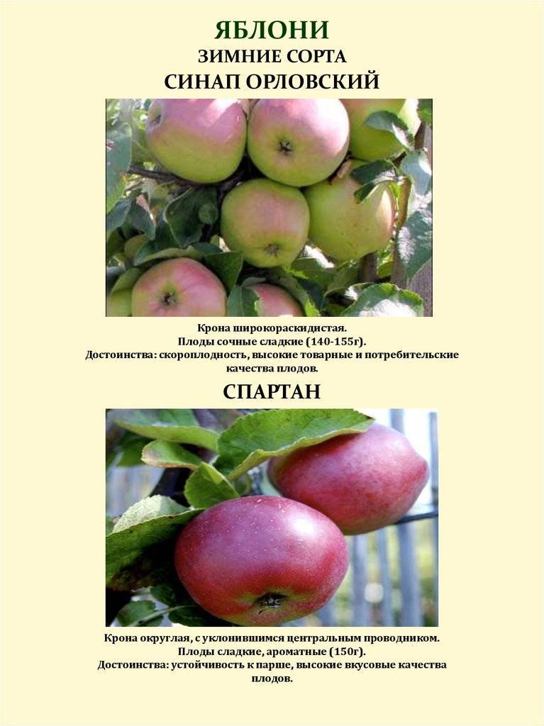 Яблоня спартан: описание сорта, плюсы и минусы