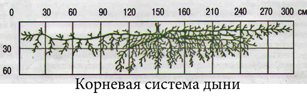 Какие корни у огурцов длина фото