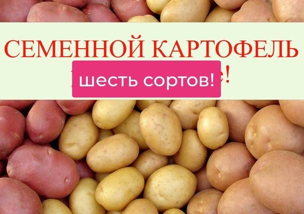 Картофель крепыш описание сорта фото