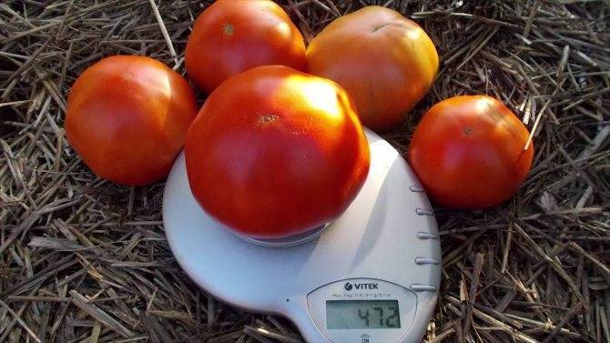 Существуют ли помидоры, которые не болеют фитофторой?