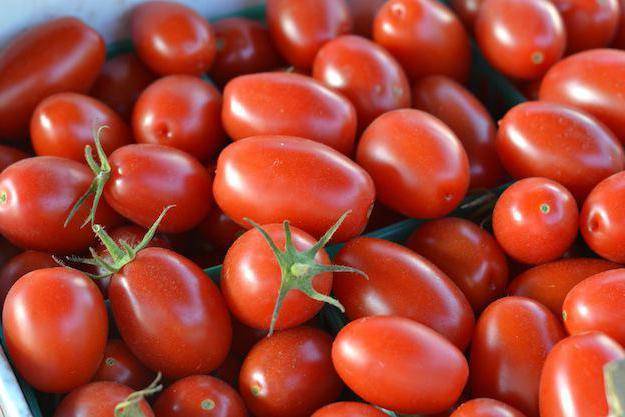 Любимец многих огородников — томат гулливер f1: полное описание сорта и его характеристики