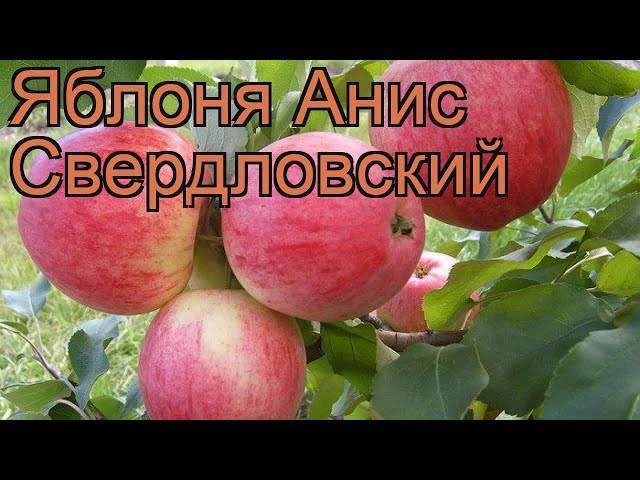 Яблоня анис свердловский: описание сорта, фото, посадка и обрезка, отзывы