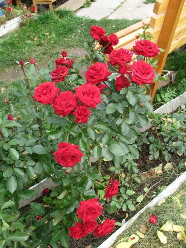 Роза никколо паганини флорибунда - описание и отзывы о сорте