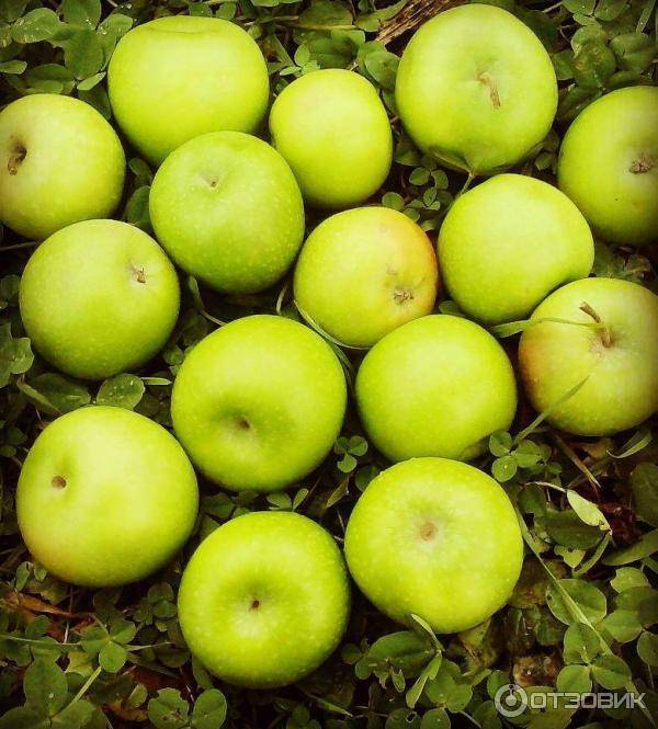 Старинная яблоня семеренко (ренет симиренко): описание, фото