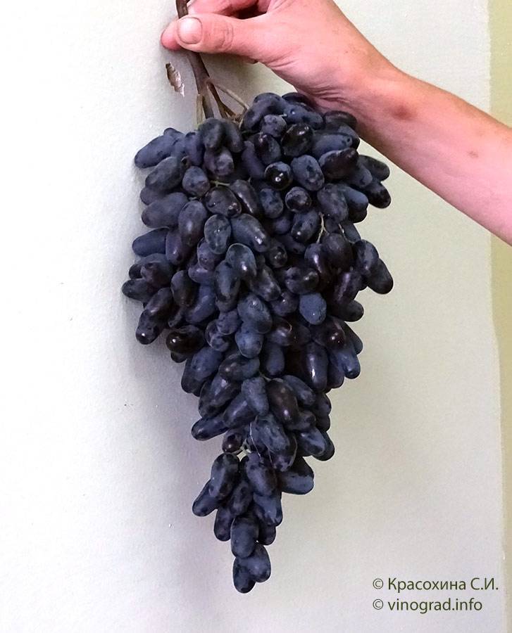 Сорт винограда памяти негруля: фото и отзывы
