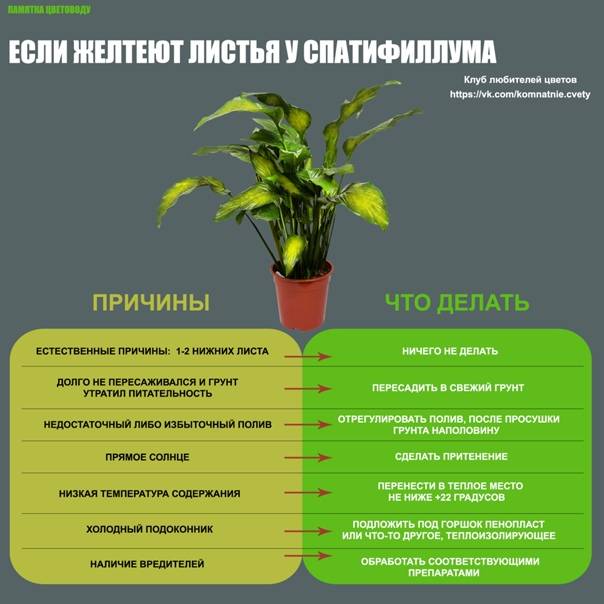 Удобрения для спатифиллума: чем подкормить цветок в домашних условиях