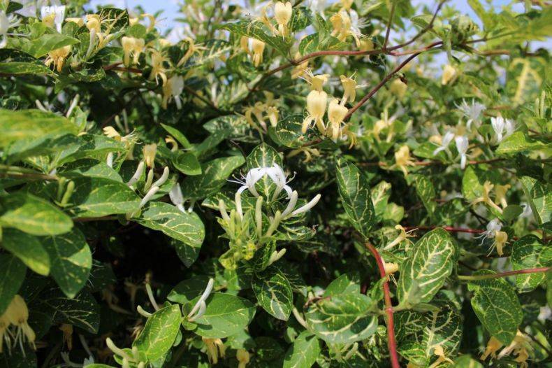 Сорта жимолости: описание с фото посадка и уход