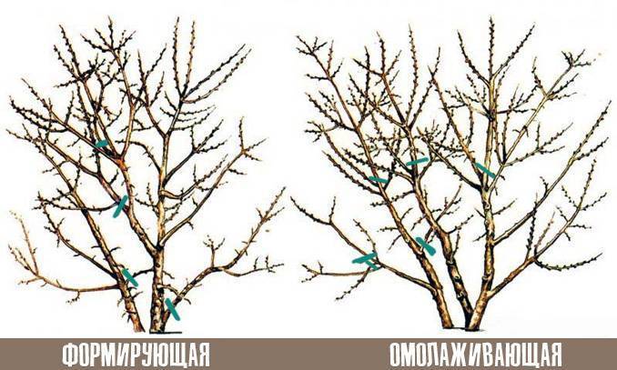 Обрезка облепихи осенью: как обрезать правильно, как формировать, можно ли подрезать верх деревца и обрезать ветки с ягодами