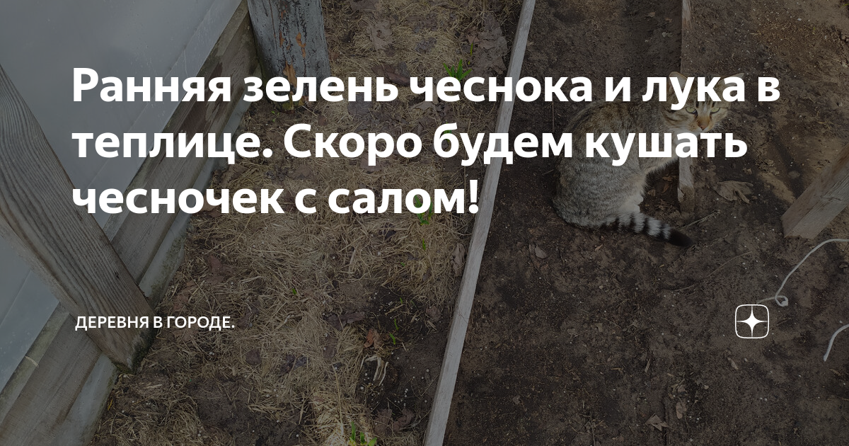 Посадка чеснока осенью, когда и как посадить: фото и видео