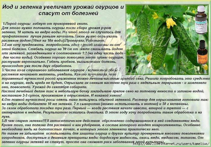 Подкормка огурцов народными средствами в открытом грунте: более 5 работающих рецептов для ухода и полива