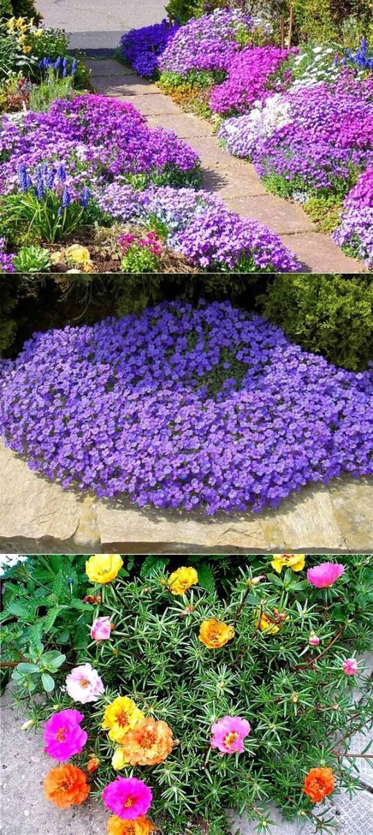 Бордюрные низкорослые однолетние цветы: фото и название