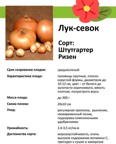 Описание сорта лука стурон: когда и как сажать севок, основы выращивания и основные характеристики с фото