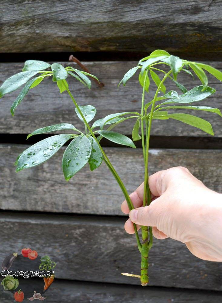 Шеффлера / schefflera. посадка, размножение, уход, сорта, фото на supersadovnik.ru