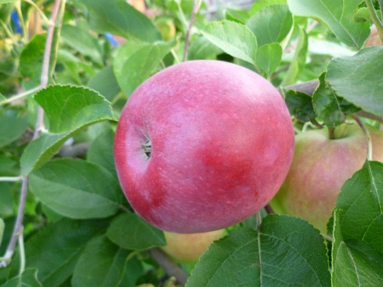Яблоня слава победителям: описание сорта, химический состав плодов, правила посадки и ухода, сбор и хранение урожая, отзывы