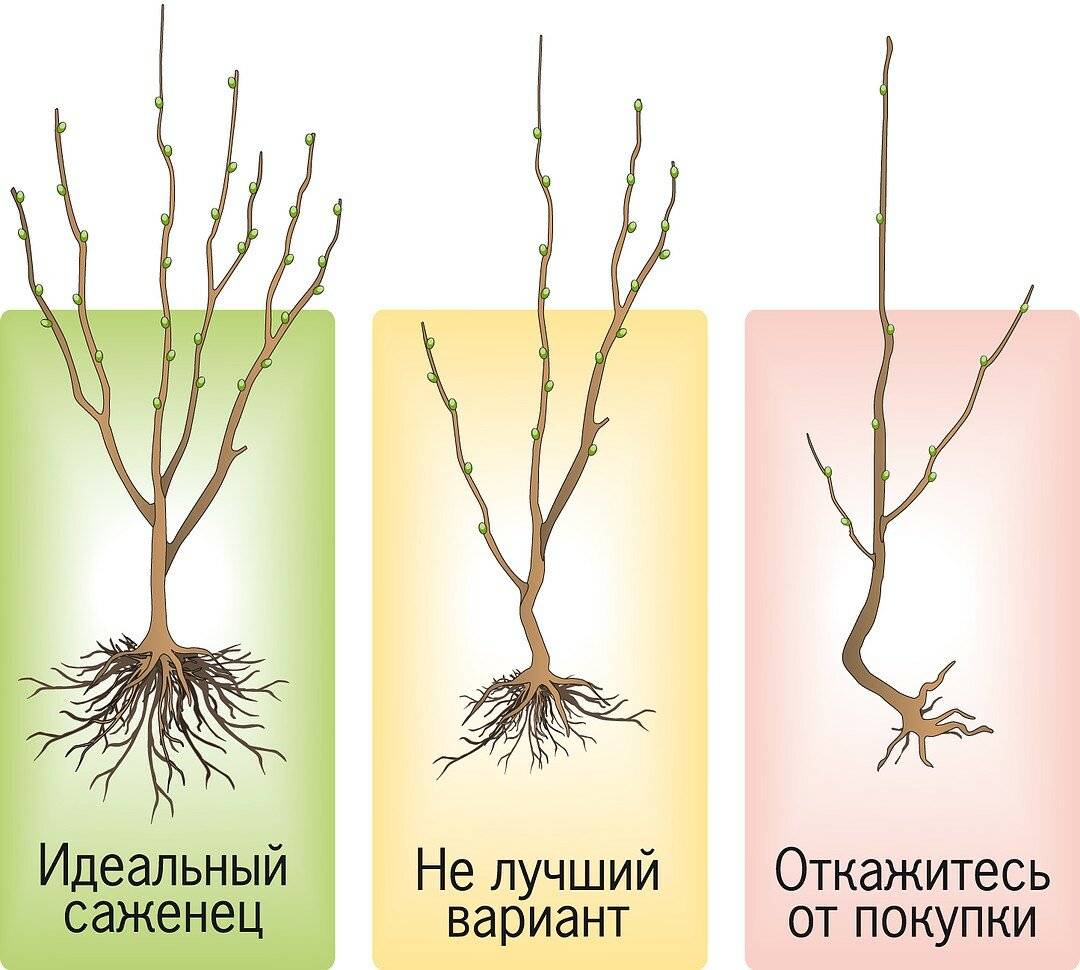 Корень груши описание с фотографиями