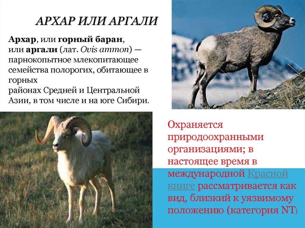 Алтайский горный баран красной книги (аргали): описание, фото