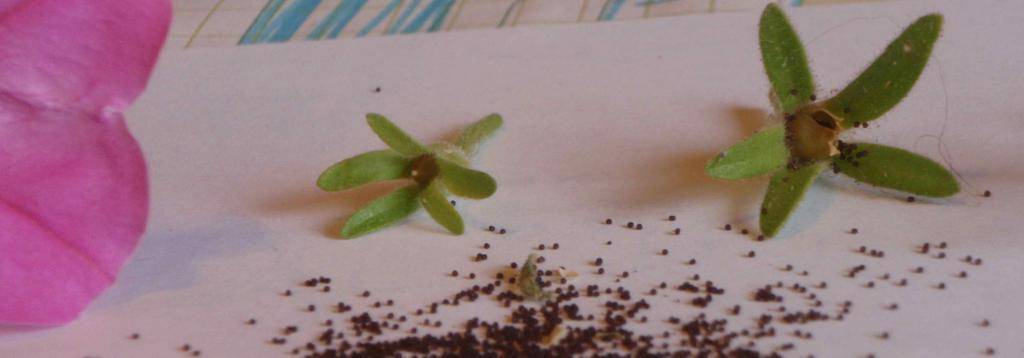 О способах сбора и хранения семян петунии: где находятся семена у растения