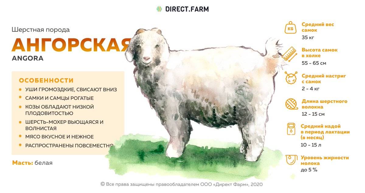 Как определить породу козы по фото