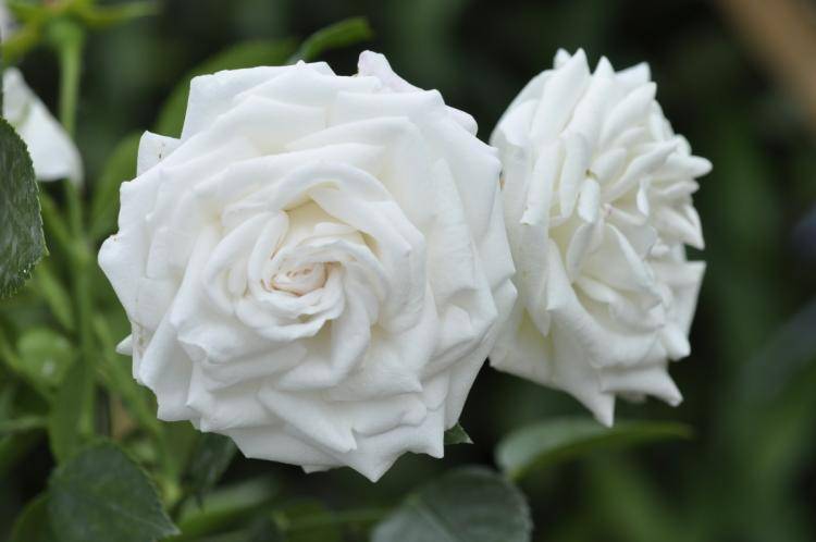 Белые плетистые и вьющиеся розы остина
