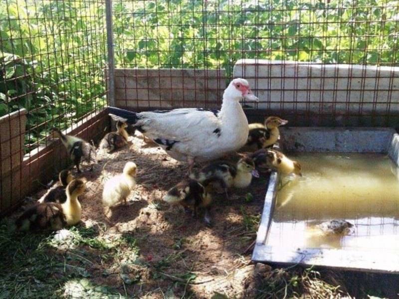 Кормление мускусных уток в домашнем хозяйстве: подбор рациона и добавок