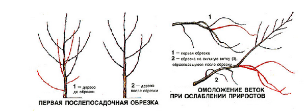 Обрезка вишни осенью для начинающих в картинках пошагово схема