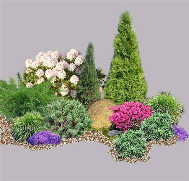 Хвойники в ландшафтном дизайне: растения для сада и дачи, готовые композиции перед домом с туями и можжевельником
 - 41 фото