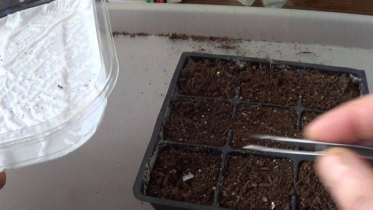 Как правильно посадить петунию на рассаду в домашних условиях