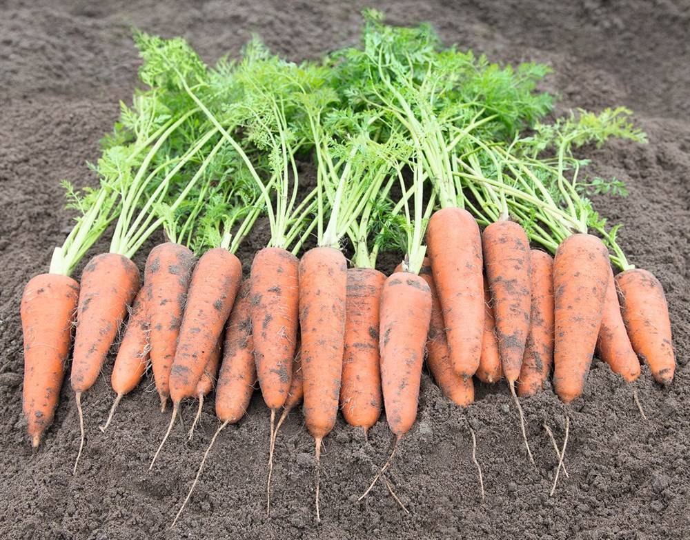 Лучшие сорта голландской моркови