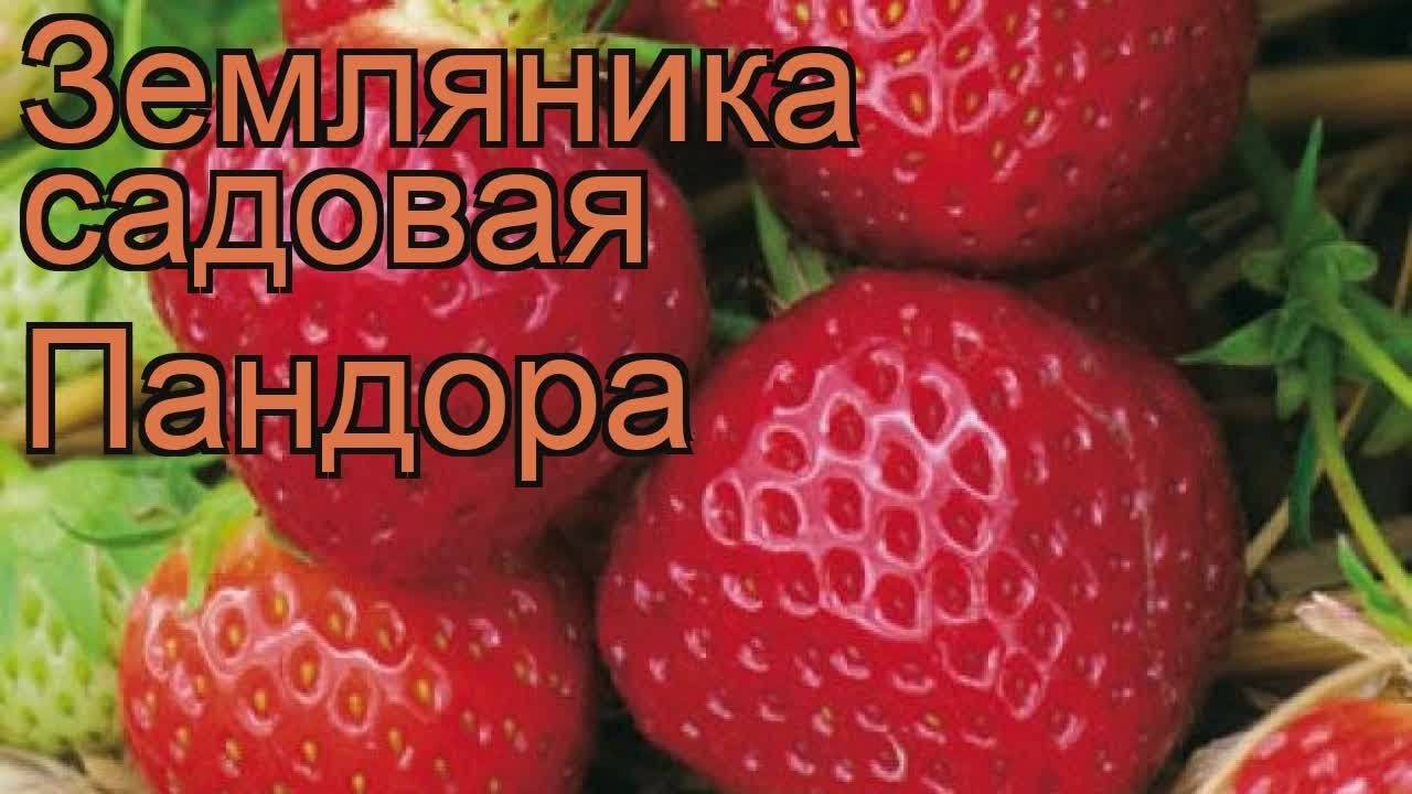 Сорт клубники пандора фото и описание