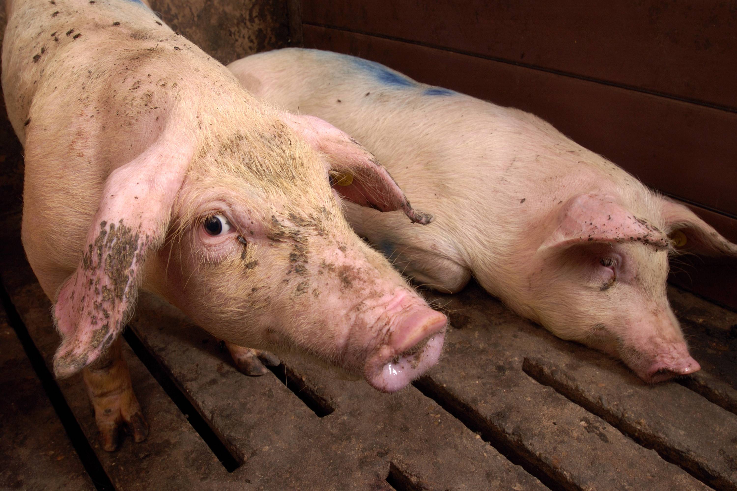 Болезни свиней и поросят: признаки, лечение заболеваний