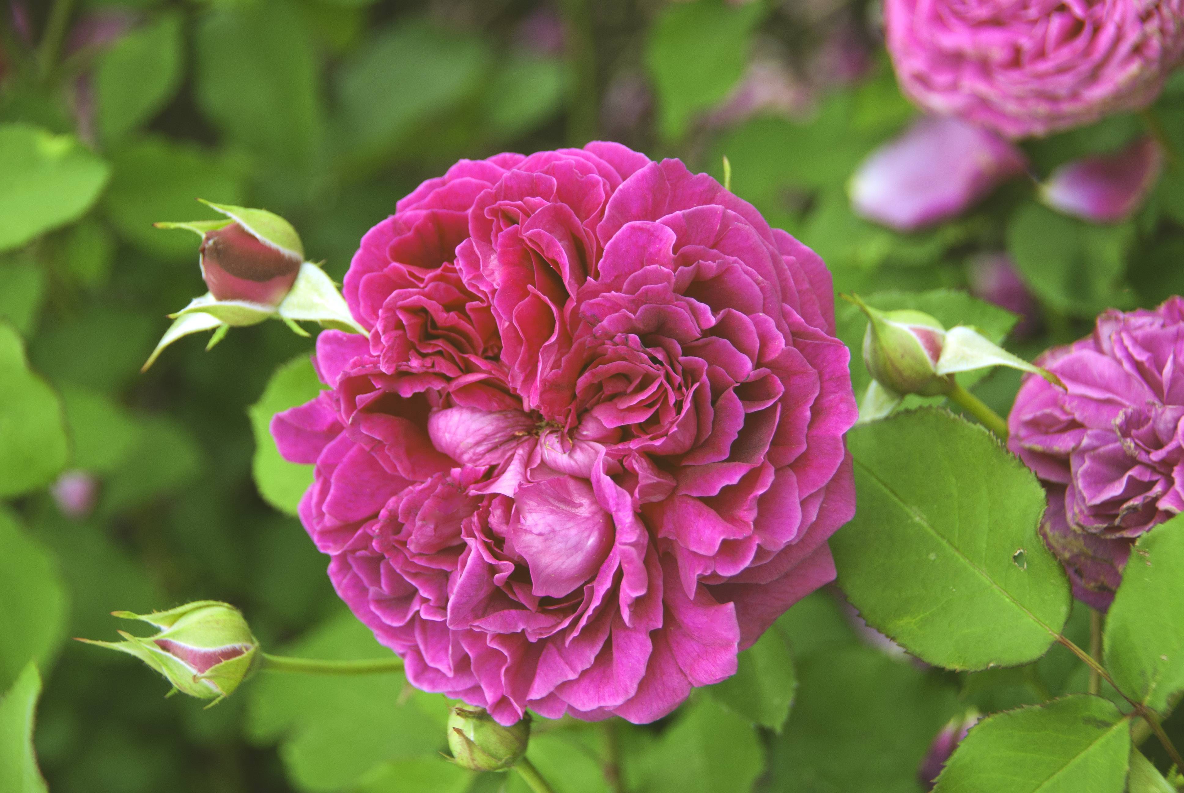 Роза английская вильям шекспир фото и описание сорта
