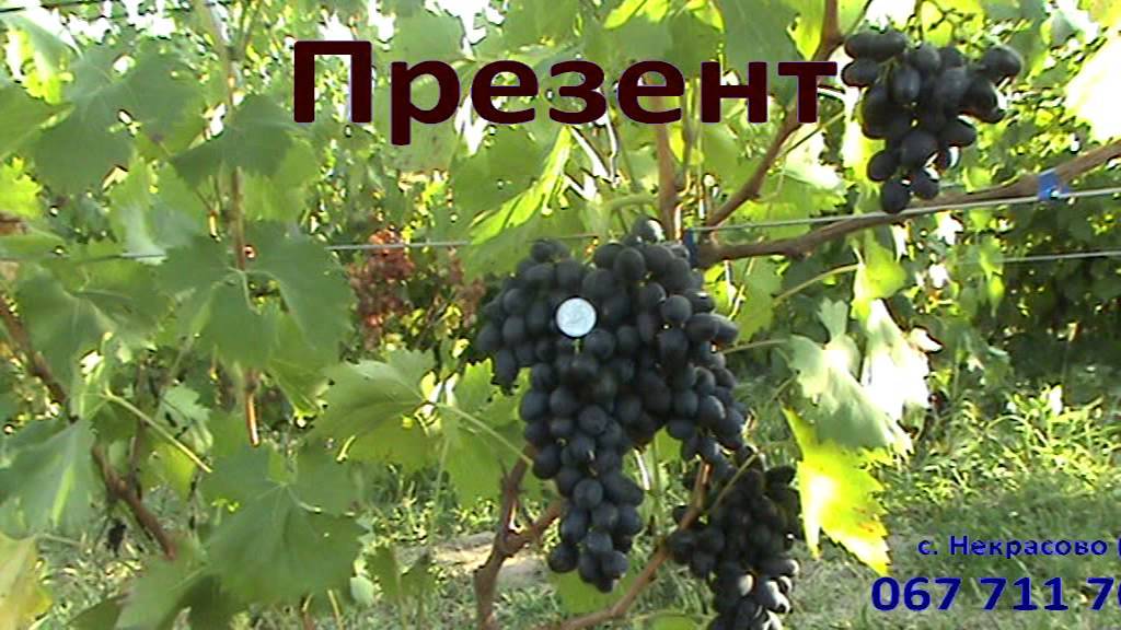 Виноград кишмиш аксайский: описание сорта, правила выращивание, фото, видео