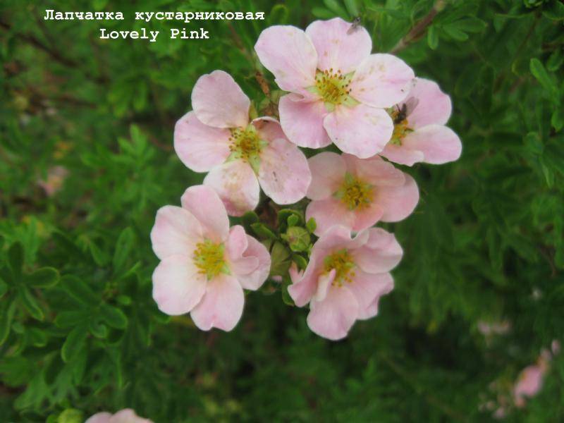 Лапчатка пинк квин или пинк принцесс (pink queen): описание сорта, посадка и уход, фото - агрономия