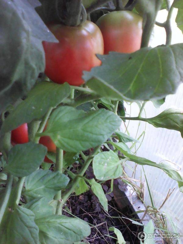 Характеристика и описание сорта томата алеша попович, его урожайность