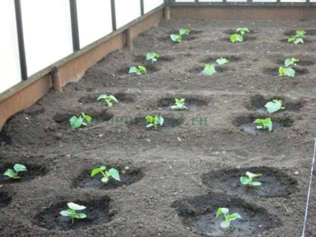 Посадка огурцов в открытый грунт семенами в 2021 году: когда и как сеять - пошаговая инструкция