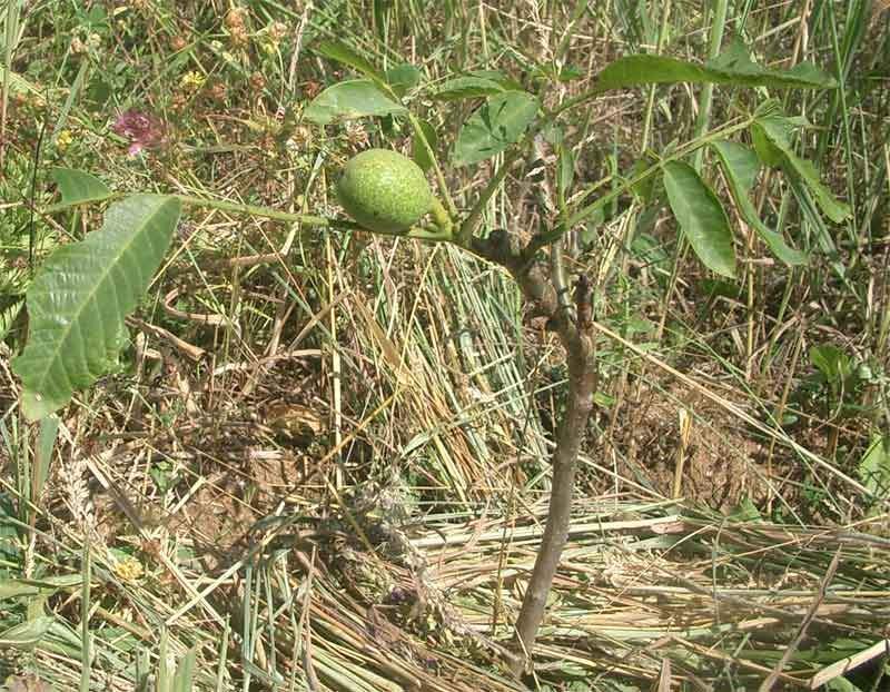Выращивание грецкого ореха: характеристика и особенности дерева, посадка, уход