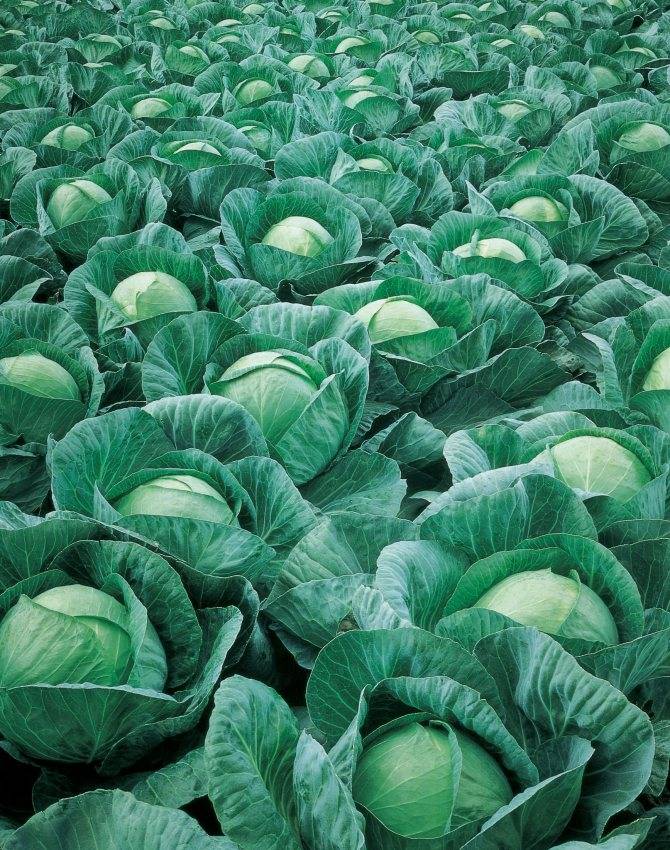 Капуста «атрия» (24 фото): характеристика и описание сорта белокочанного овоща f1, отзывы тех, кто сажал семена