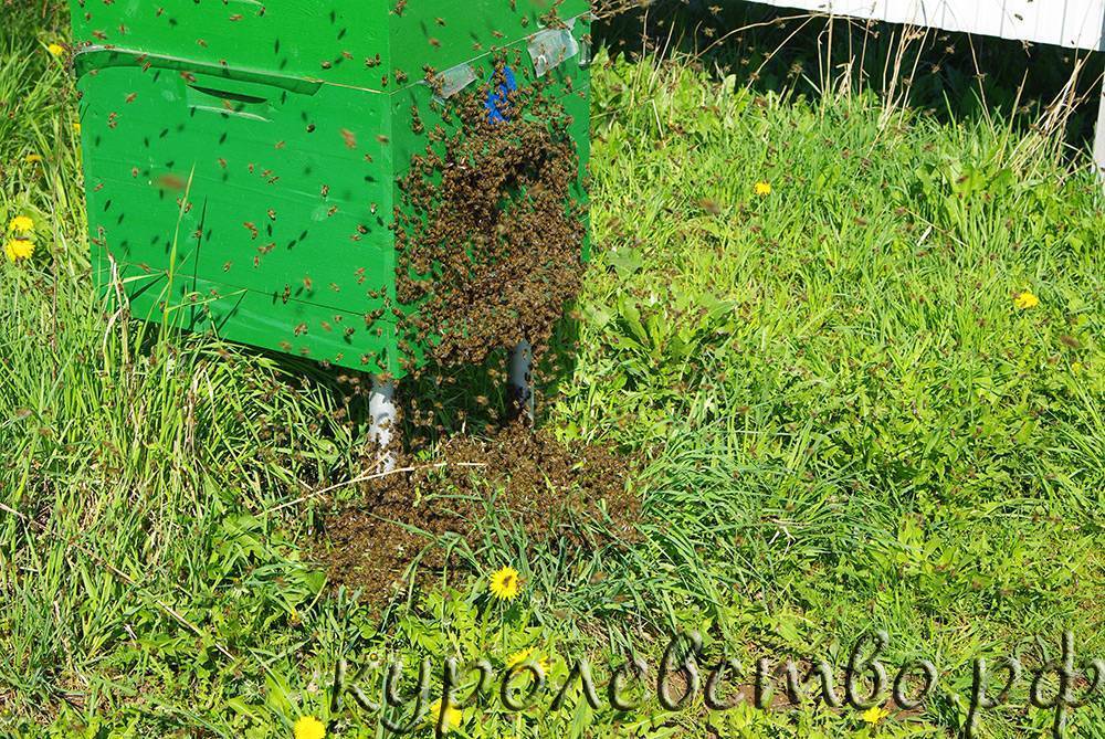 Для привлечения роев пчел необходим препарат апирой (инструкция по применению)