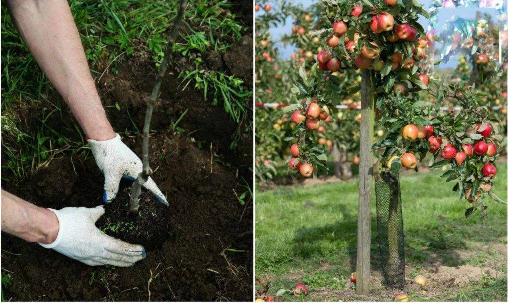 Как проводится осенняя подкормка плодовых деревьев и кустарников