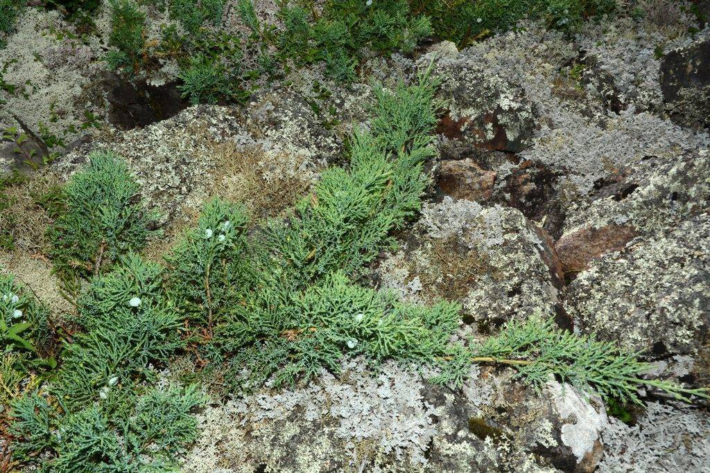 Можжевельник даурский фото в ландшафте