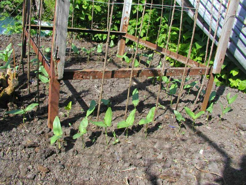 Спаржевая фасоль: выращивание и уход в открытом грунте, болезни и вредители, сбор и хранение урожая