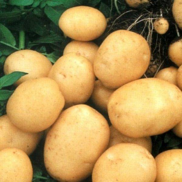 Картофель колобок: описание сорта, отзывы, фото, вкусовые качества, выращивание